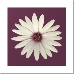 Happy Flower White African Daisy Isolated Posters and Art